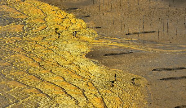 谢伟《金色黄昏》-上邦国际摄影俱乐部联赛三等奖