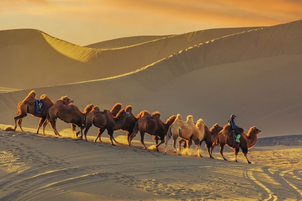 张平《沙漠驼队》